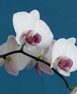White Orchids on Blue