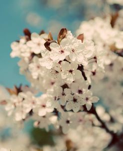 Spring Blossom on Tree 006