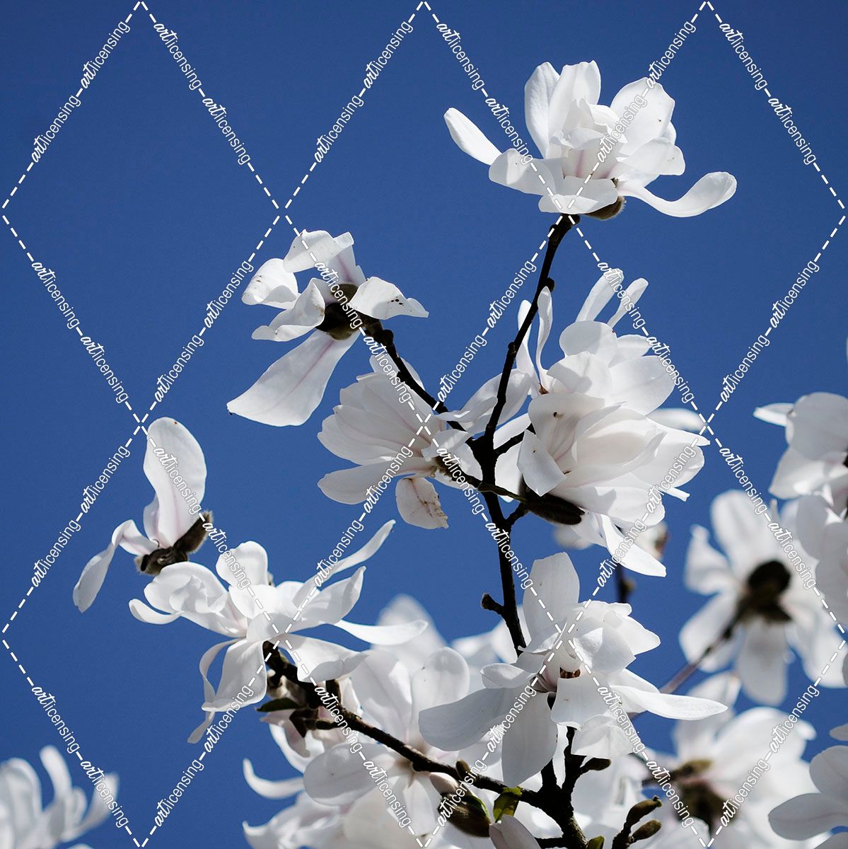 Spring Blossom on Tree 007