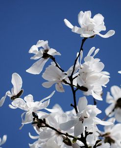 Spring Blossom on Tree 007