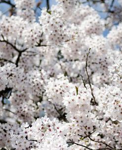 Spring Blossom on Tree 008