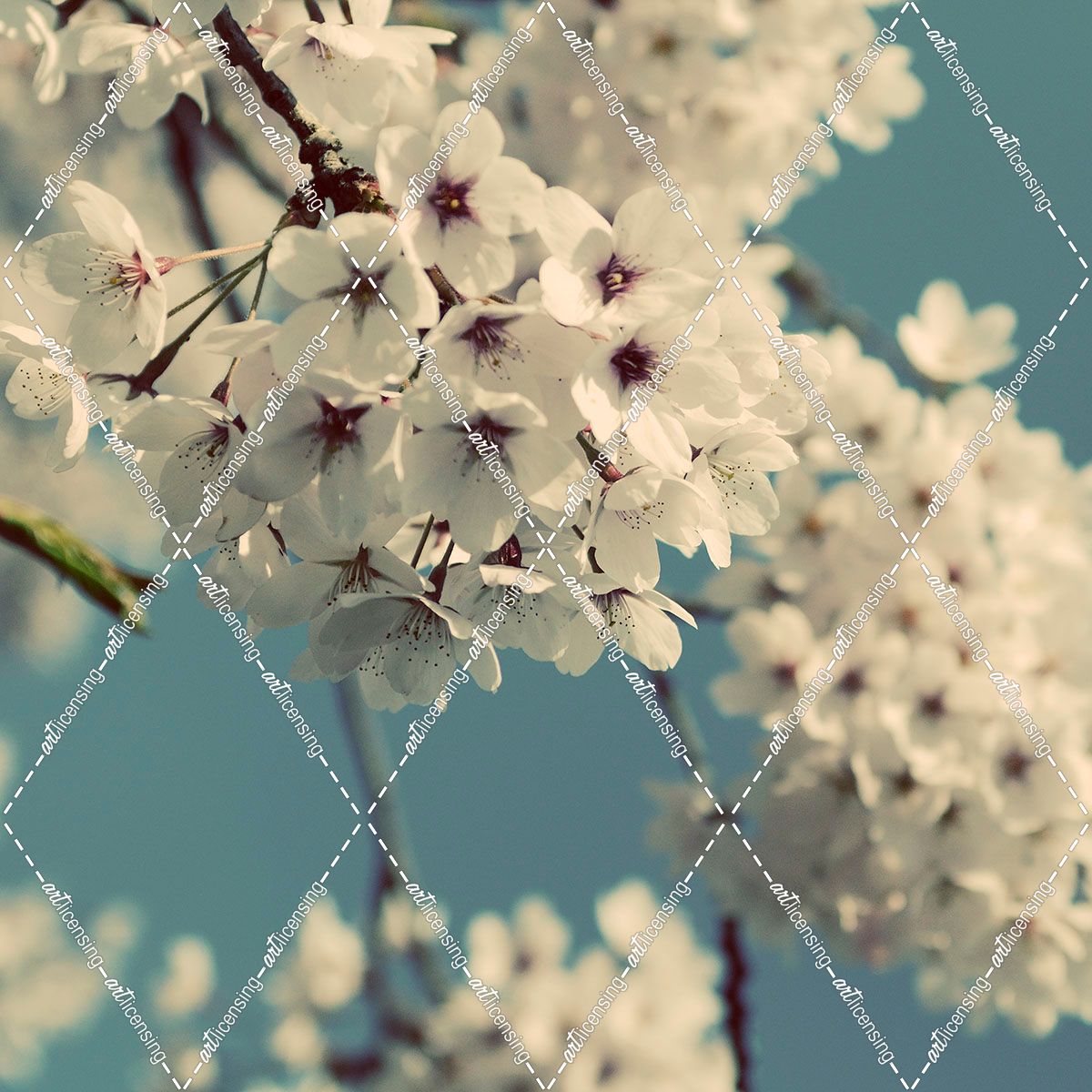 Spring Blossom on Tree 009