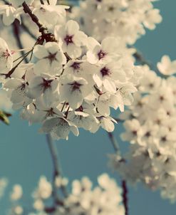 Spring Blossom on Tree 009