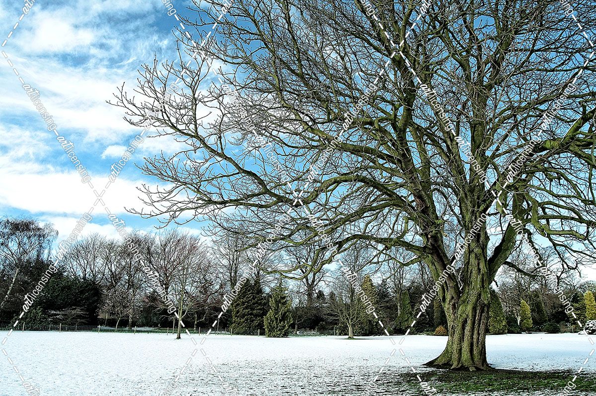 Winter Tree in Snow