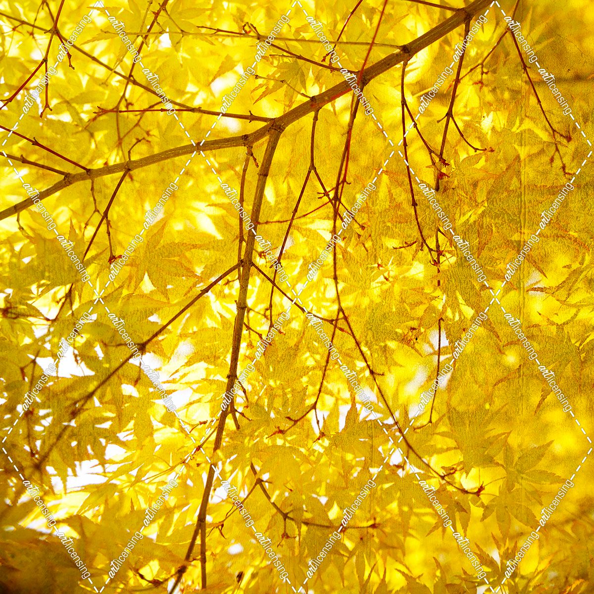 Yellow Fall Leaves 007
