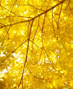 Yellow Fall Leaves 007