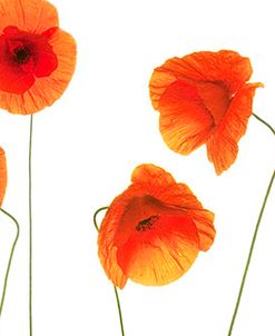 Row of Poppies on White