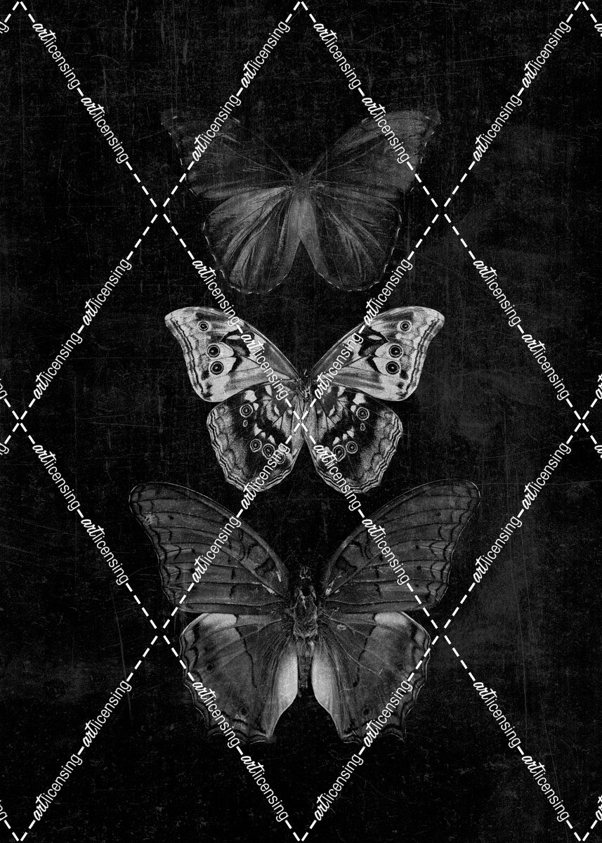 Three Butterflies on Black Print Original