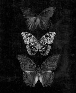 Three Butterflies on Black Print Original