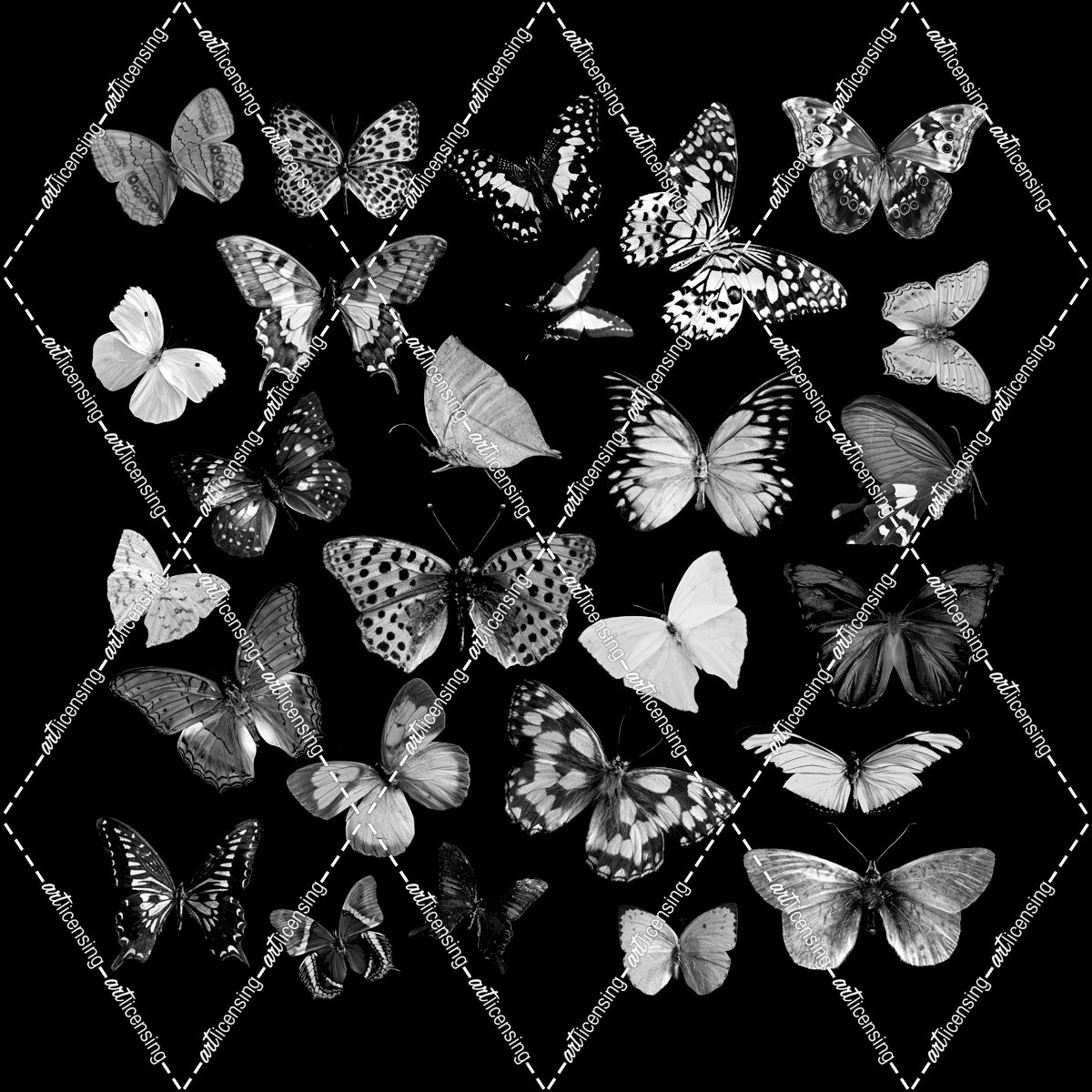 Black and White Butterflies Square