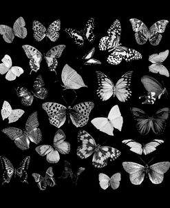 Black and White Butterflies Square