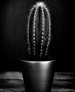 Black and White Cactus