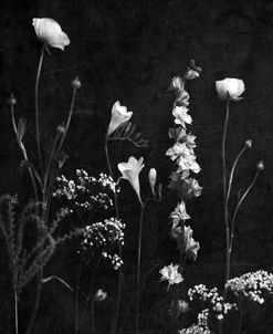 Black and White Botanicals with Texture