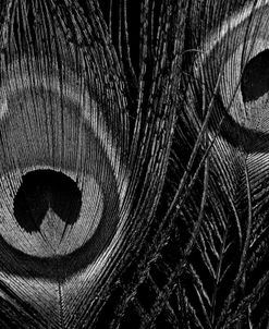 Black and White Peacock Feathers Close up