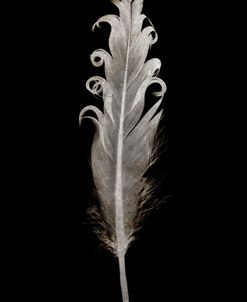 Black and White Pretty Feather