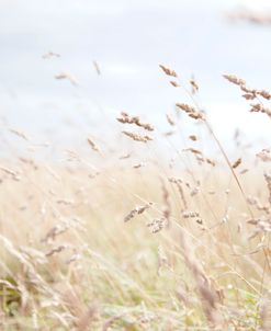 Summer Field