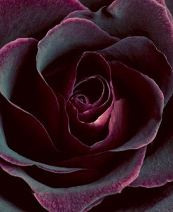 Luxurious Photograph of a Rose in Purple