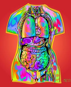 Human Anatomy