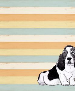 Basset Hound 1