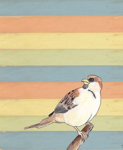 Little Brown Bird