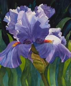 Purple Iris