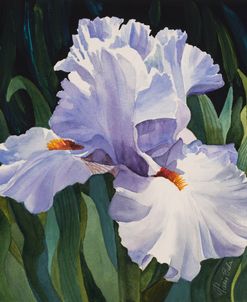 White Iris