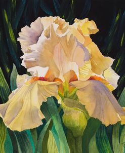 Yellow Iris