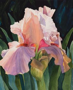 Pink Iris