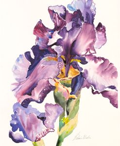 Purple Iris with Bud