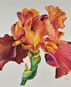 Orange Glow Iris