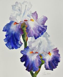 Royal Storm Iris