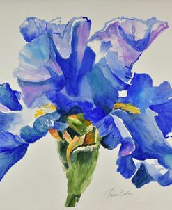 Ruffled Iris