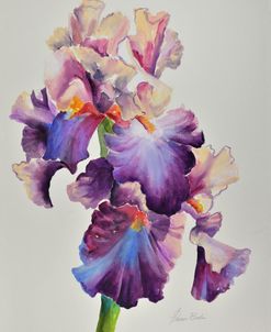 Florentine Iris