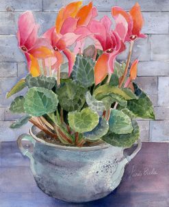 Cyclamen in Pot