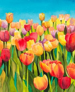 Tulips in Blue Sky