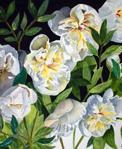 White Peonies