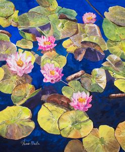 20-53 Water Lilies