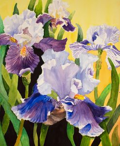 21-01 Purple and White iris