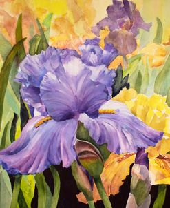 21-02 Purple Iris