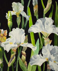 21-06 White Iris
