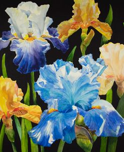 21-07 Mixed Iris