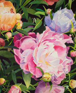 21-08 Mixed Peonies