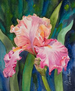 21-14 Pink Iris