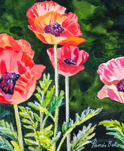 21-29 Poppies