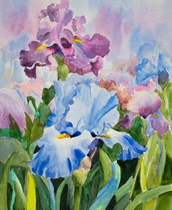 22-18 Blue Purple Iris