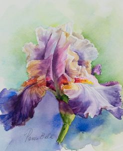 Iris Splendor