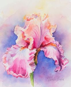 Pink Iris