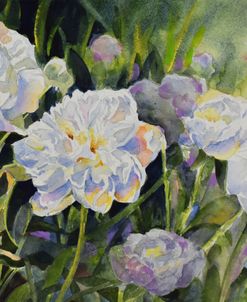 White Peonies 2