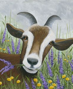 Goat in Lavender Field