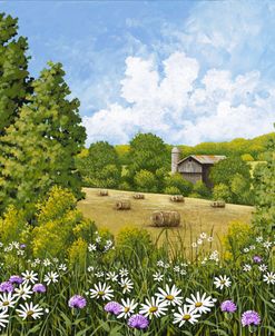 Where the Daisies Bloom
